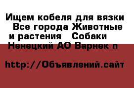 Ищем кобеля для вязки - Все города Животные и растения » Собаки   . Ненецкий АО,Варнек п.